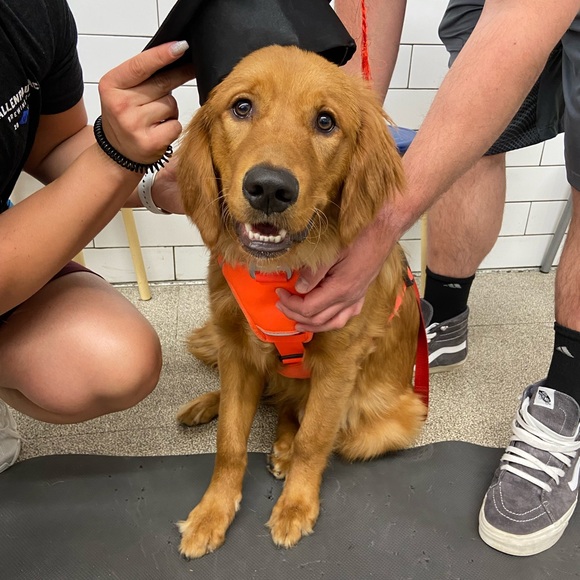 Meet your Posher, Daniella - Picture 4 of 4